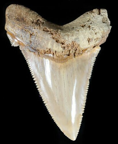 Serrated, Angustidens Tooth - Megalodon Ancestor #59220